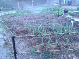 Garlic in the foreground, then onions, beetroot, carrots, and beans.