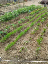 Our first patch is coming along nicely.