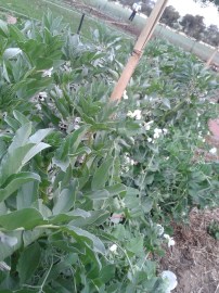 The broad beans went nuts!