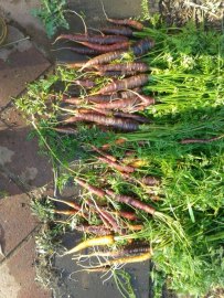 Purple carrot harvest. I think we'll stick to our stump-rooted variety, as these bolted a bit too easily.