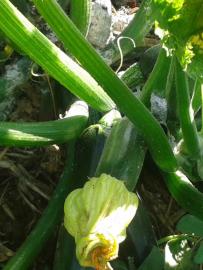 Zucchinis. Or Courgette if you're being fancy.