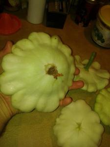 We ended up getting dinner plate sized squash!