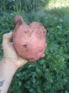 A giant spud!