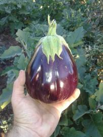 Our first eggplant!