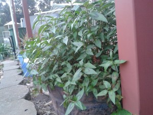 I'm quite proud of my Viet Mint (aka Hot Mint)