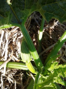 Zucchini coming along nicely!