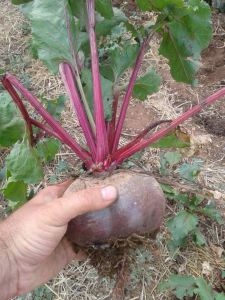From our third beetroot harvest from "The Patch". The phased harvesting works well.