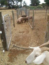 The boys being let out for the first time.