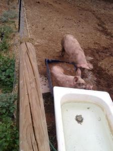 The boys do love a swim.