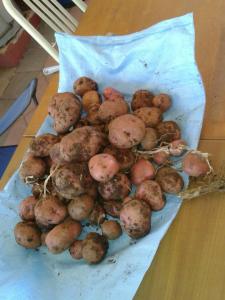 Our first small potato harvest. There's at least 10 times this much left to dig up.