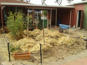 Late harvest tomatoes - Floradade