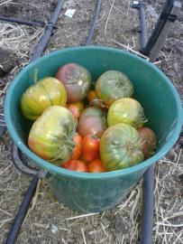 Our last tomato harvest from "The Patch". Hopefully the late harvest crop work out.