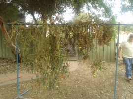 Letting the last of the tomatoes ripen on the vine.