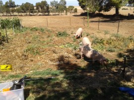 We originally let The Babies into two of the beds, but expanded that to five after a week or so.