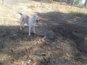 Bruce found himself a stick!