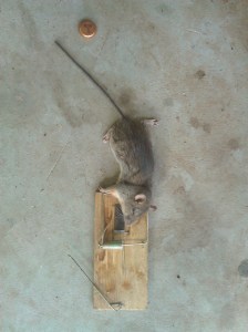 It's weird, but I felt like a big game hunter after getting this guy.