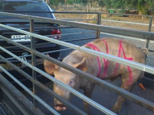 Ready for the trip to "The Other Farm".