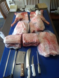 Todd - 42kg of awesome.