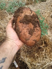We managed to grow some pretty big spuds.