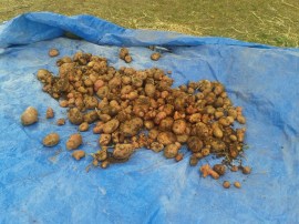 This was one of our spud harvests for the month.