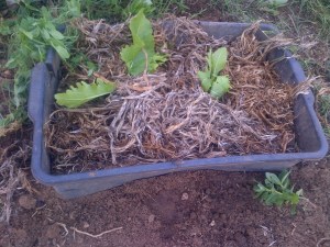 Horseradish!!!!! So very excited!!!!