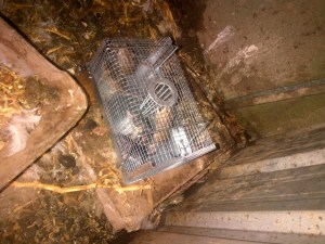 This live-capture trap works amazingly well.