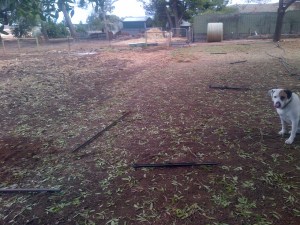 The old fence is down, ready to be moved back a couple of metres. Operation "Reclaim The Lawn" has begun.