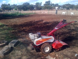 This is The Patch all hoed. That rotary hoe is a freaking beast!