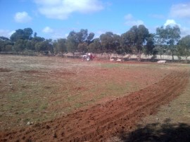 For some reason, the babies thought that dad ploughing was a game. They spent the entire time chasing the tractor or messing with the cows. It was better than watching TV.
