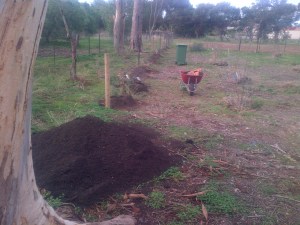 Trying the berries earlier this year to avoid South Australia's insane summers.