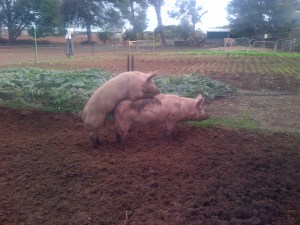 Boris doing his job... and probably really enjoying it...