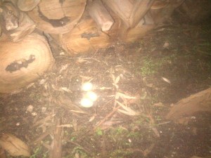 This is the downside of free-ranging poultry...