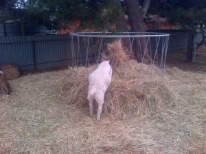 There is love-handles, and then there is this.