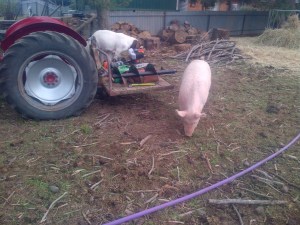 The animals doing their own site survey.