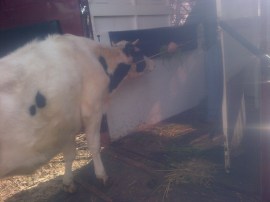 "Coaxing" Fillet into the float.