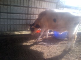 Fillet at "The Other Farm"