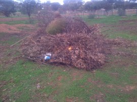 We used one match on one leaf to see how quickly it'd take...