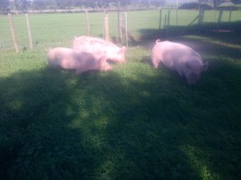 The Babies in one of the spare runs where we grew some greenery.