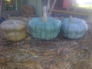 Pumpkins!