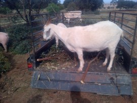 For some reason, goats insist on being at the highest point they can get.