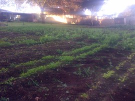 The Patch coming along nicely through Winter.