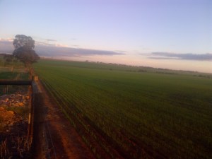 This is the view from the south-western corner of our property and looking southish.