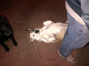 Apparently Bruce finds this comfortable. Dad does not.