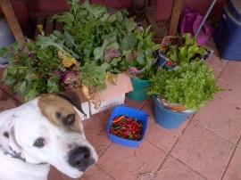 This is what we took to the produce swap. Bruce approved.