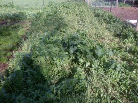 A before shot of the green manure.