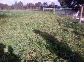 And after shot of the green manure.