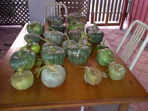 A big part of our pumpkin harvest.