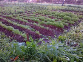 The chenopod bed looking over to the legume bed.