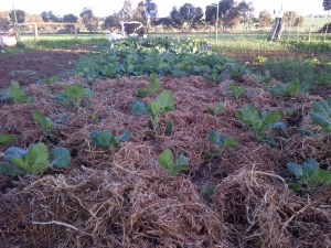 Our main brassica bed.