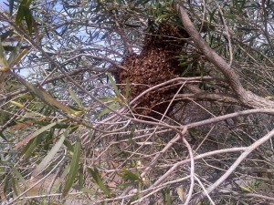 The new swarm settled in. They flew away only a couple of hours after I took the  bloody picture though!
